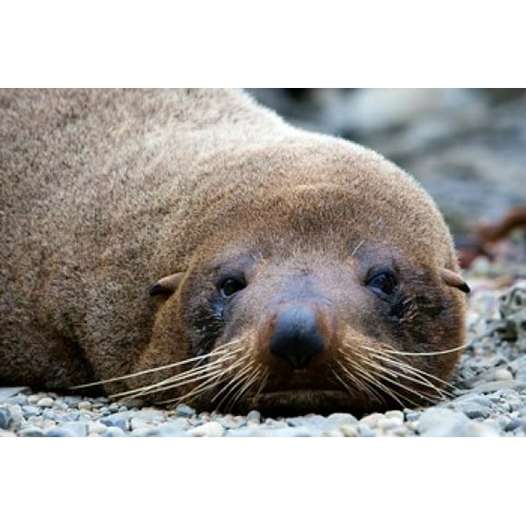New Zealand, South Island, Kaikoura Coast, Fur Seal Poster Print by Rebecca Jackrel (26 x 18)