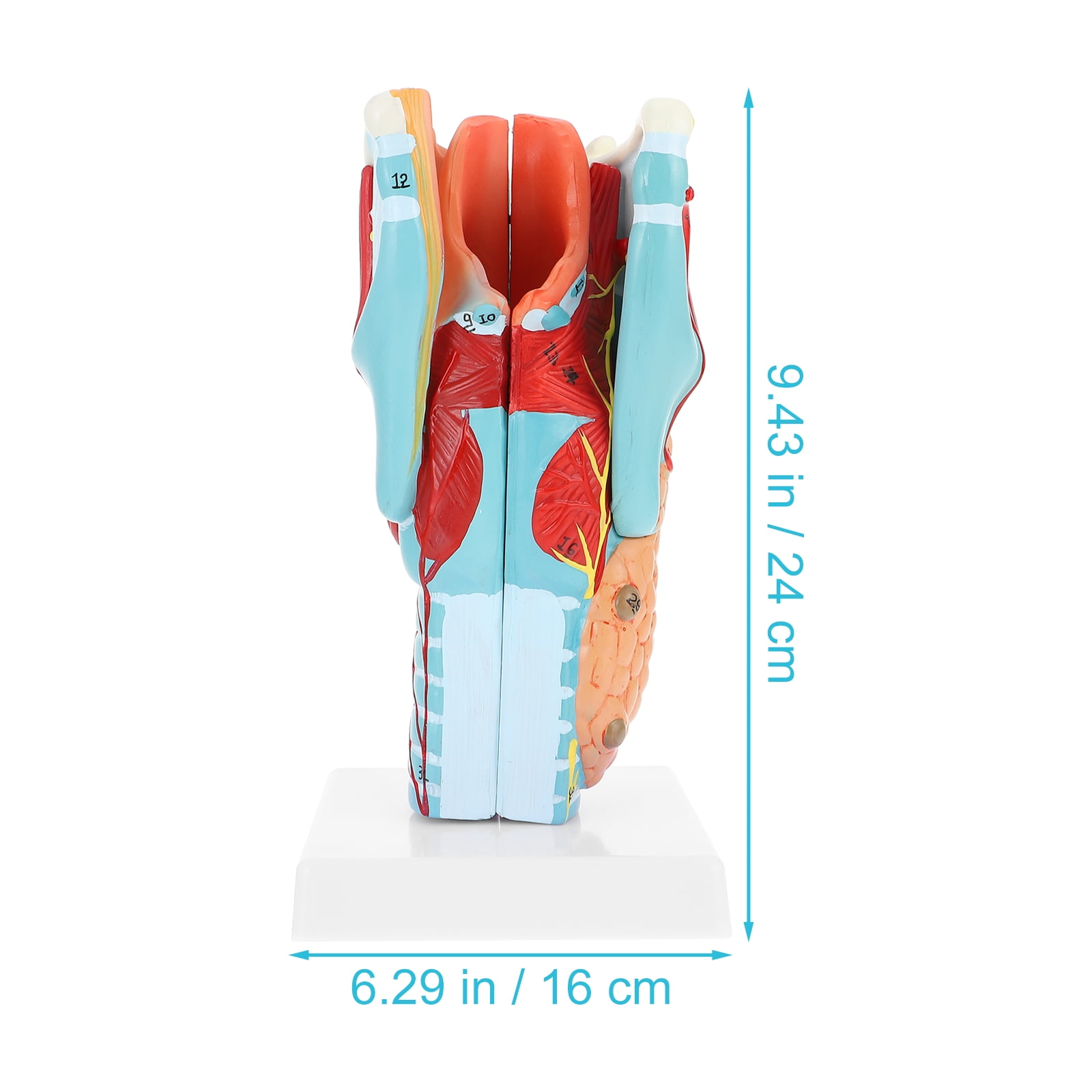 Human 2X Enlarge Throat Anatomy Model Medical Anatomical Model Anatomy