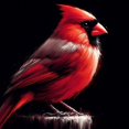 thumbnail image 1 of Oiseau Cardinal Rouge - Peinture Diamant DIY, 1 of 6