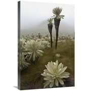 Global Gallery  Paramo Flower - El Angel Reserve - Northeastern Ecuador Art Print