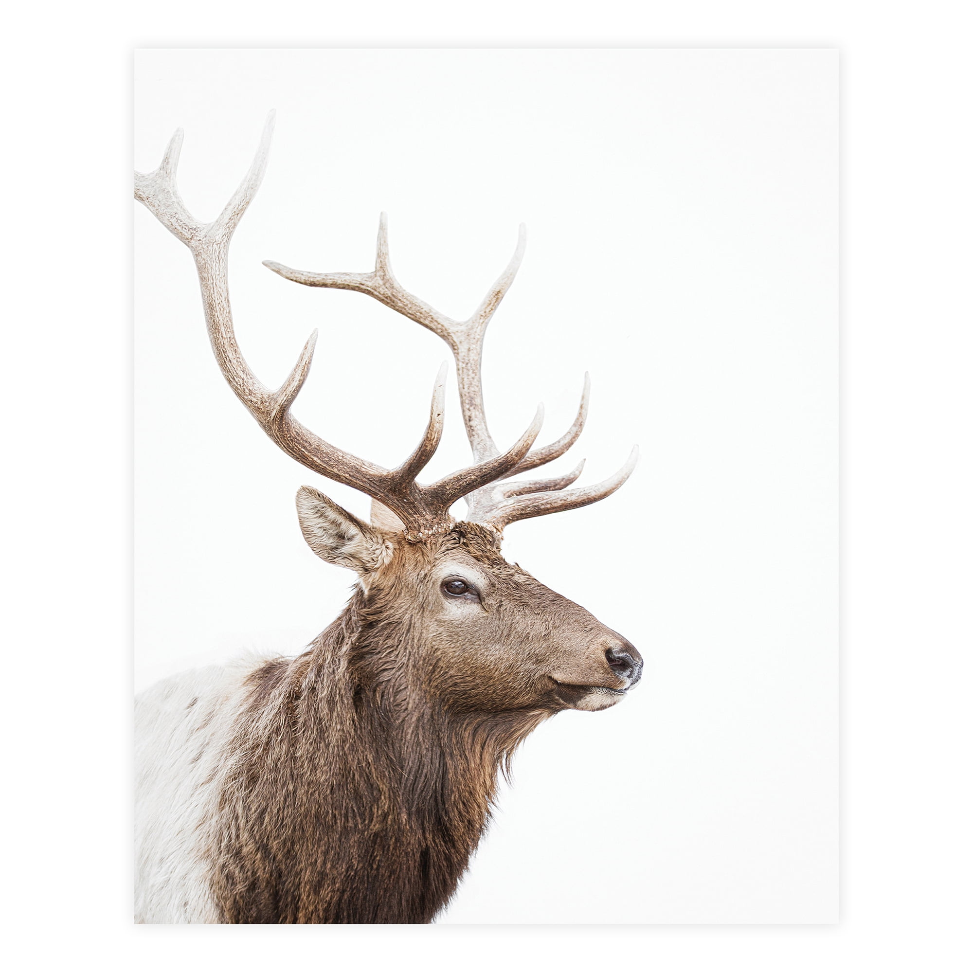 (2 pack) DesignOvation Forest Animals Unframed Art Prints 8” x 10” Set of 3 by Amy Peterson
