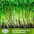 thumbnail image 6 of 5 Packs Cilantro Microgreens Seeds - Non-GMO Heirloom Annual Full Sun Herb Seeds, 6 of 6