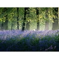 thumbnail image 3 of Goncalves, Adelino 24x19 Black Modern Framed Museum Art Print Titled - Last of The Bluebells, 3 of 5