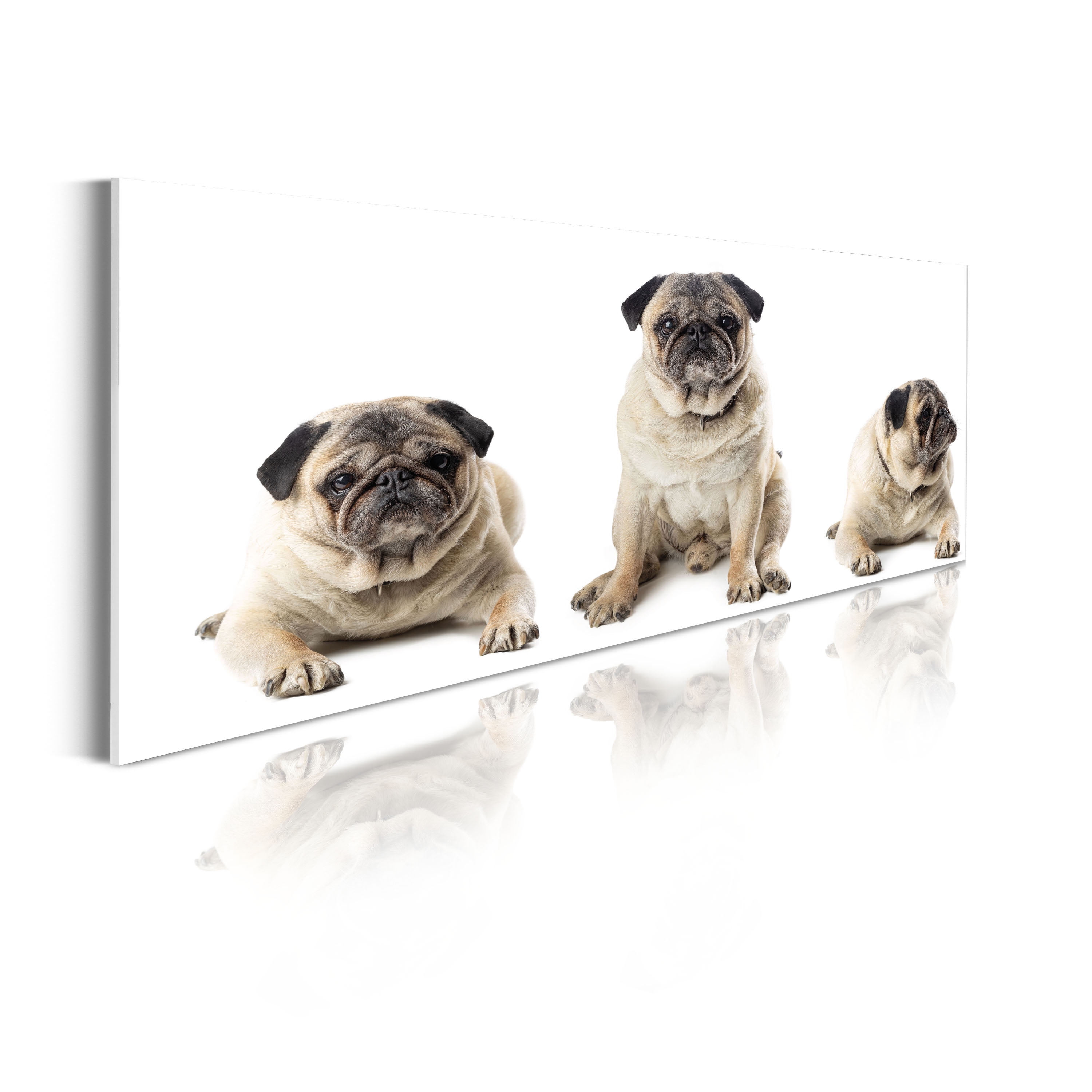 What Shots Do Pug Puppies Need