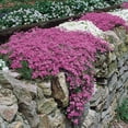 thumbnail image 2 of Emerald Pink Flowering Creeping Phlox, Spring Flowering Groundcover, bare root starter plant, 2 of 5