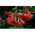 thumbnail image 2 of Tropical Seeds - Red Flowering Gum - Corymbia ficifolia Tree -25 Seeds -Flowering Gum -Serendipity Seeds, 2 of 6