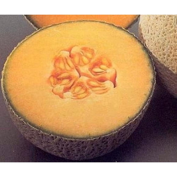 GSDWIUEW Graines de Cantaloup Hales Meilleures Graines de Légumes Jumbo