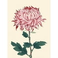 thumbnail image 2 of Unknown  12x14 White Modern Wood Framed Museum Art Print Titled - Chrysanthemum Woodblock IV, 2 of 4