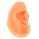thumbnail image 4 of Ear Model Flexible Educational Simulated Ear Mould Soft Lifelike for Hospital ANGGREK Otros, 4 of 8