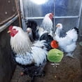 thumbnail image 4 of unbranded Alimentador Suspendido Para Pollos Y Loros Con Estructura Duradera De Inoxidable, 4 of 8