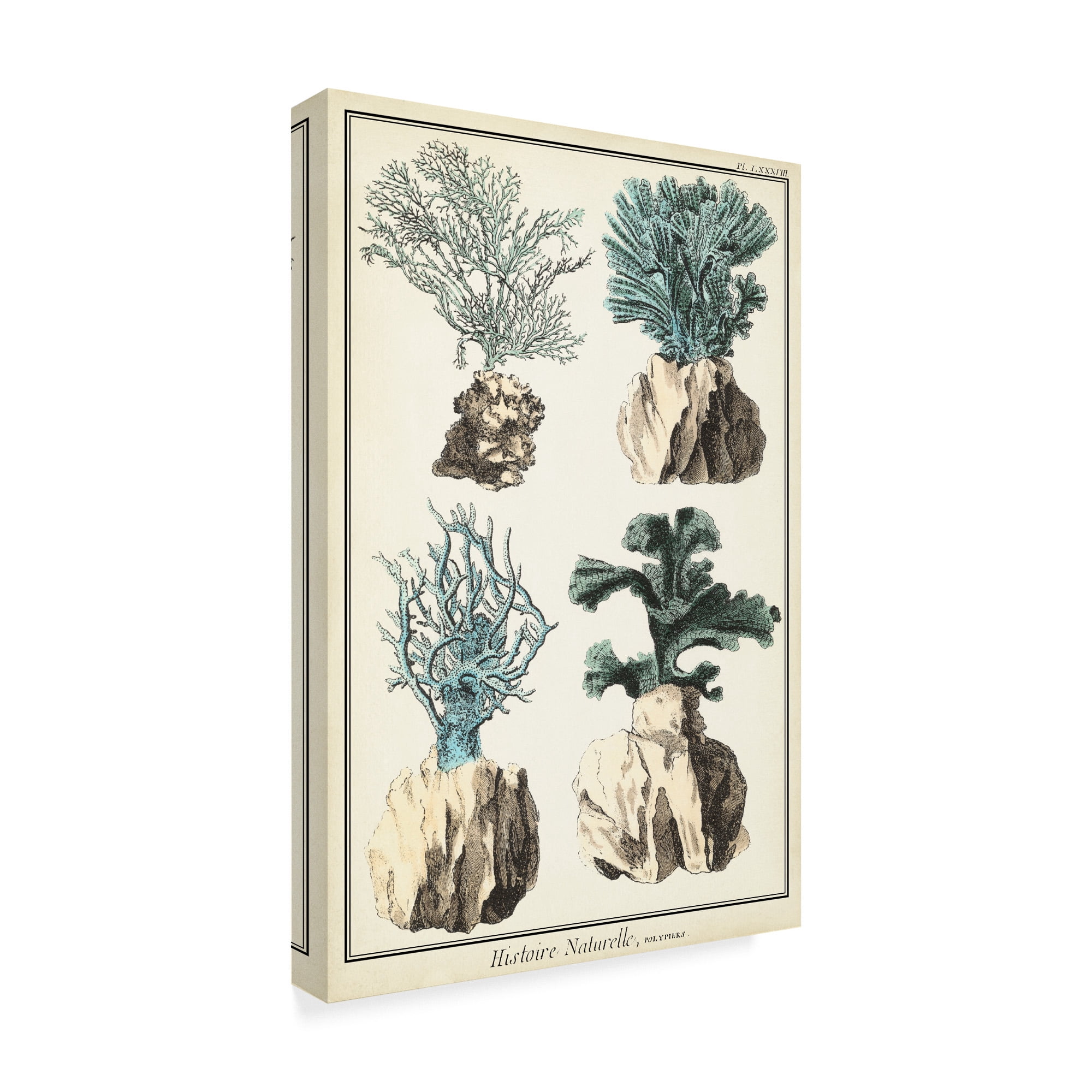 Trademark Fine Art 'Oversize Coral Species III' Canvas Art by Vision Studio