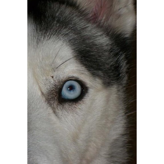 Siberian Husky Notebook