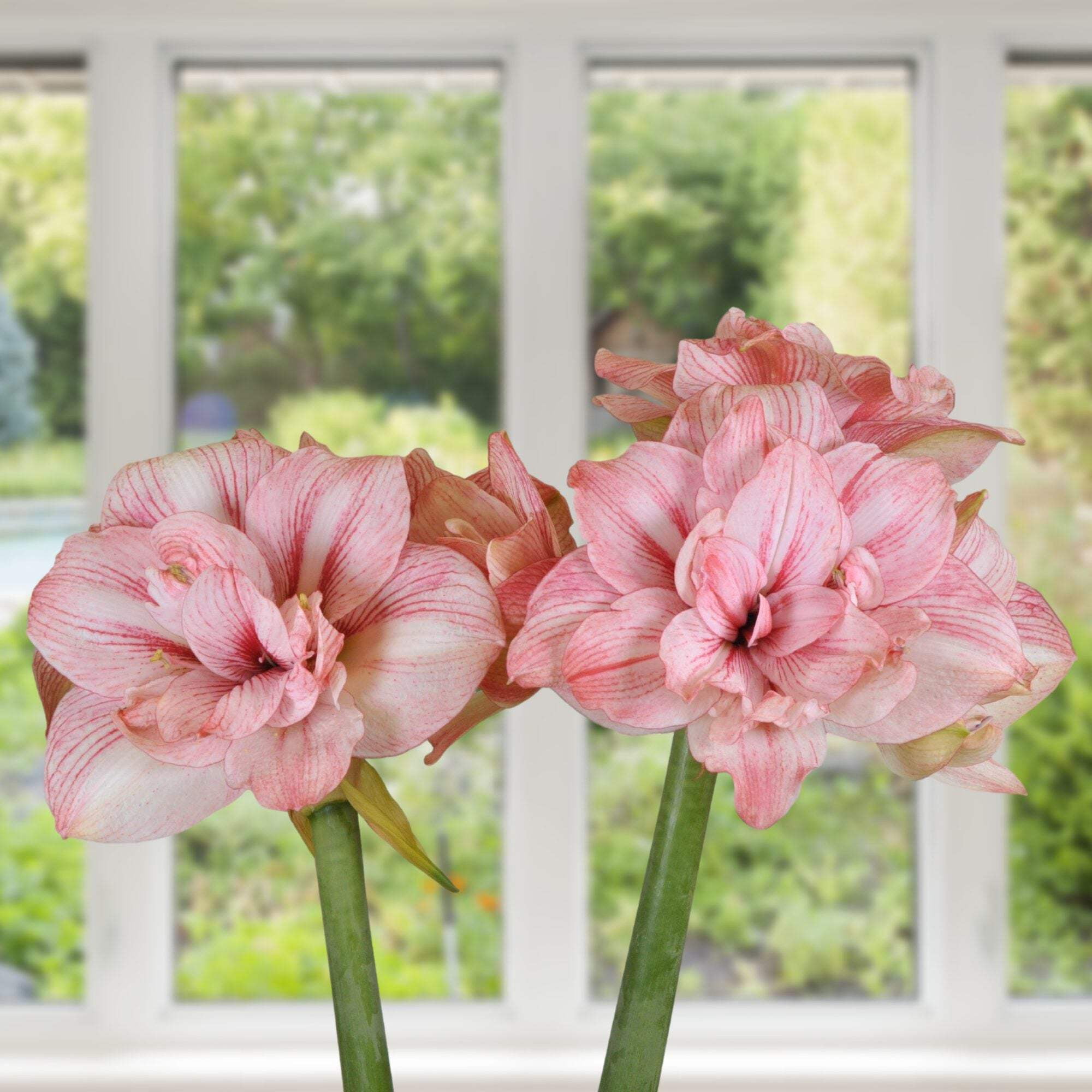 Easy to Grow Bulbs Amaryllis Replay - Thumbnail 4