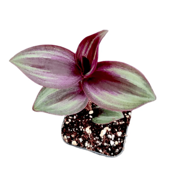 Tradescantia Zebrina Evanesce Wandering Dude Houseplant Succulent Live Plant 2 Inch for Indoor Outdoor Home Office Garden Decor