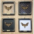 thumbnail image 3 of Death Head Moth Framed Art Shadow Box Gothic Wall Decor Entomology Display Wooden Frame Witchy Home Accent K18-01-DO, 3 of 5