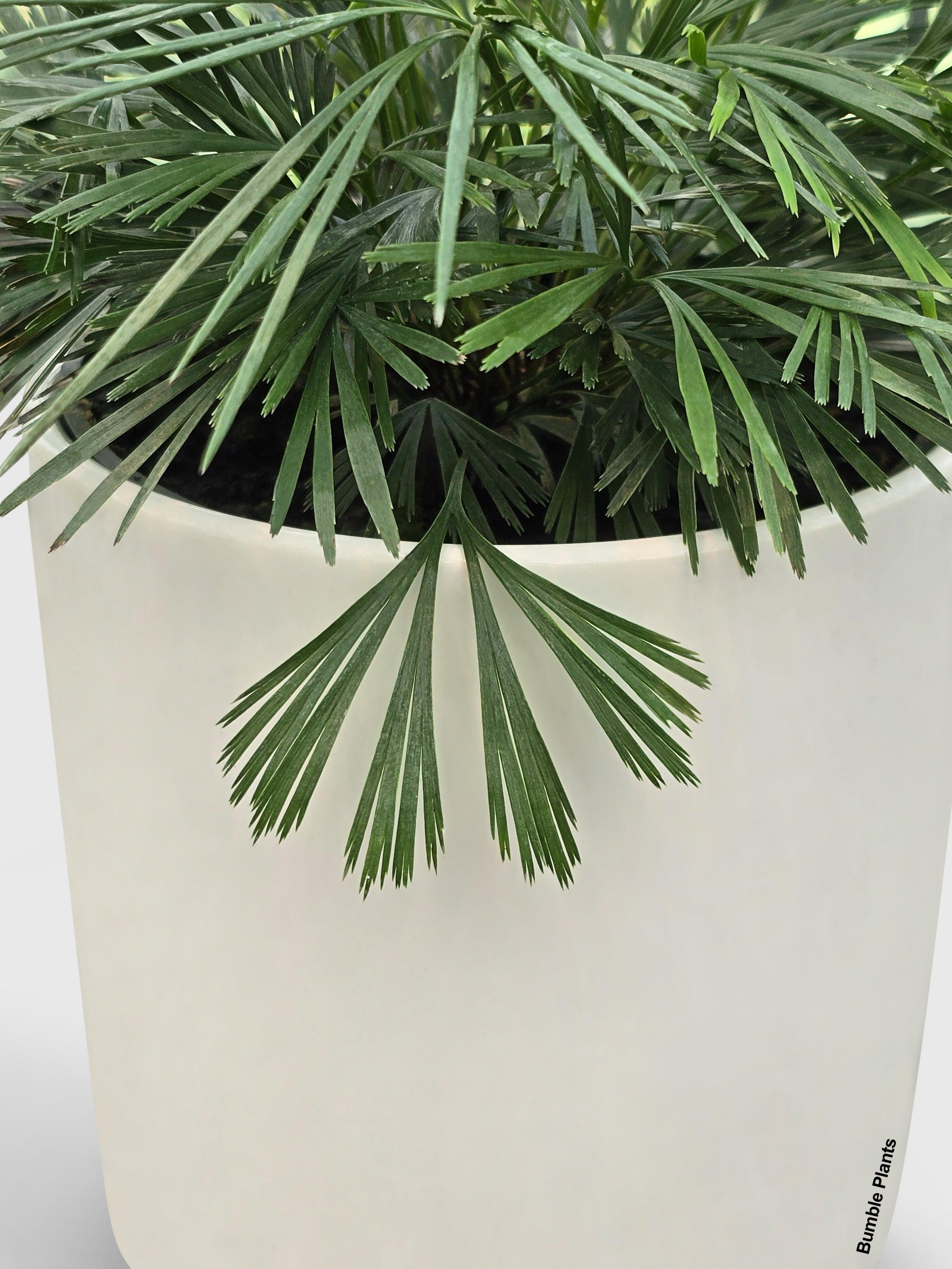 Eyelash Fern 'Actiniopteris Australis' - Live Air-Purifying Indoor Plant in Nursery Pot – Easy Care, Low Maintenance Houseplant for Home & Office Decor, Natural Air Cleaner, Best for Beginners
