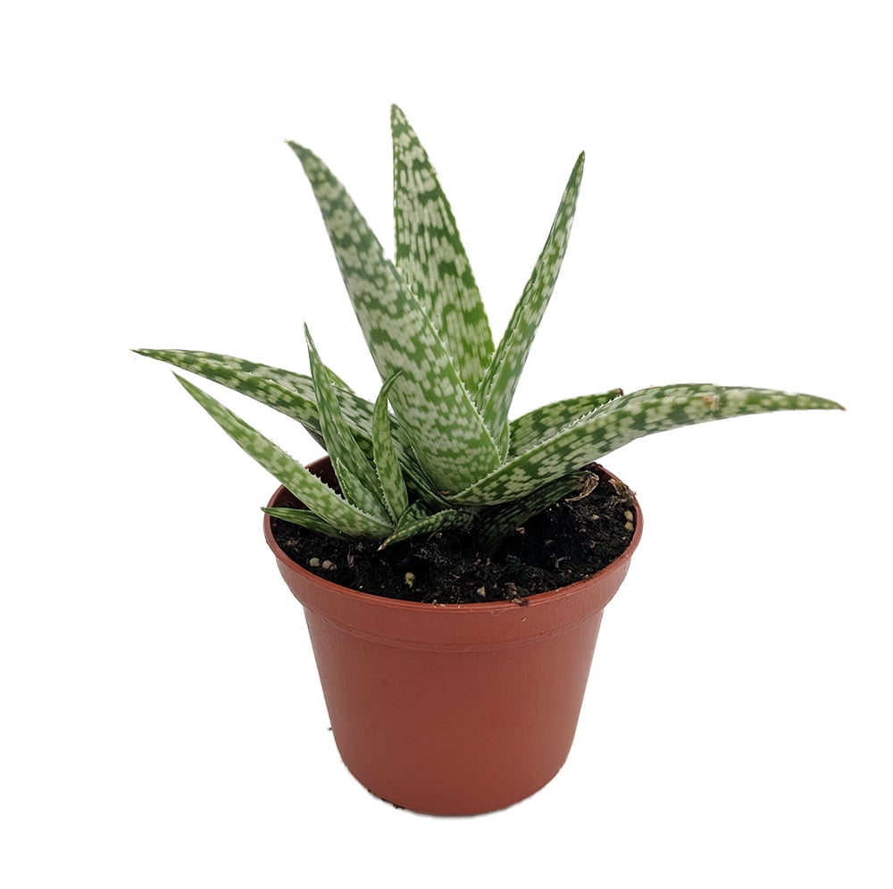 White Beauty Aloe Vera in 2.5&quot; Pot Medicine Plant/Burn
