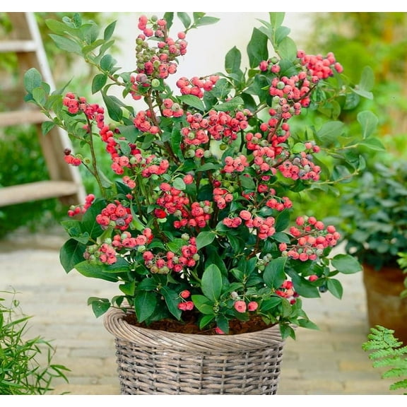 Pink Lemonade Blueberry Plant 4-7" Tall for Planting, Northern Highbush Blueberry Bush Tree, Ornamental Blueberry Sweet Fruit plant for Garden