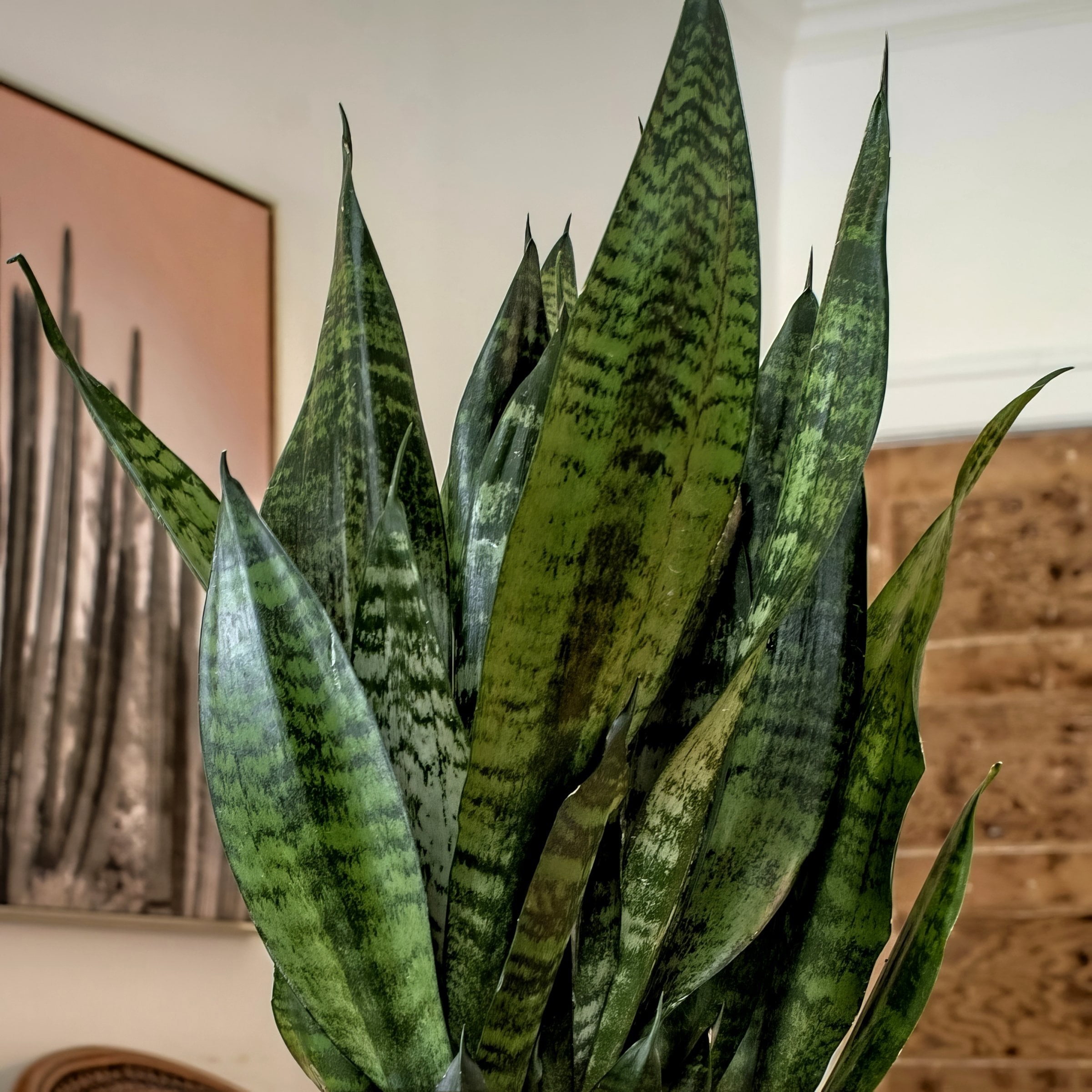 6 in. Sansevieria Zeylanica Plant in Grower Container