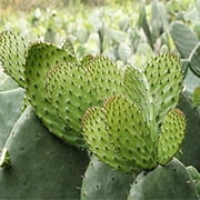 Maxx Herb Organic Nopal Cactus Leaf Powder, Fiber for Gut Health & Digestive Support, 10 Oz