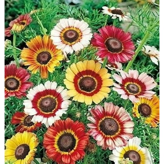 Painted Daisy/Tricolor Daisy 200 Non-GMO, Heirloom Seeds. Chrysanthemum carinatum