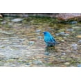 thumbnail image 2 of Day, Richard and Susan 18x13 White Modern Wood Framed Museum Art Print Titled - Indigo Bunting-Passerina cyanea-male bathing Marion County-Illinois, 2 of 4