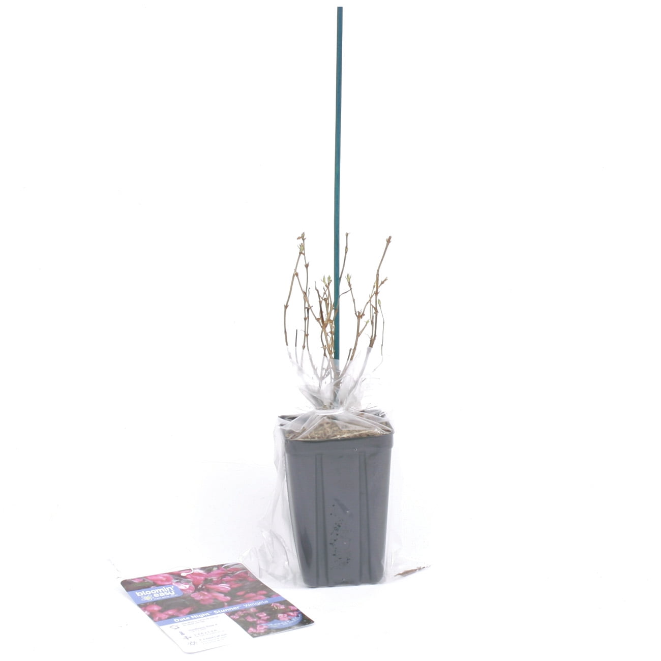 Van Zyverden Weigela Stunner™ 4" Potted Rocketliners® 1 Plant Pink Full Sun Pollinator 2 lb
