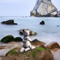 thumbnail image 2 of Shengyu Statue d'Animal Bouddha Statue de Chien Chat Yoga Pose Décontractée Déco Commémorative pour la Maison Déco de Méditation Déco de Yoga Chat Chat, 2 of 6