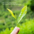 thumbnail image 4 of Té Verde Chino Pi Lo Chun, Té Verde Chino Pi Lo Chun Almacenamiento En Frío Para Recolección, 4 of 7