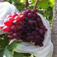 thumbnail image 4 of Anti-bird And Insect Bag Breathable Transparent Fruit Special Bag, 4 of 5
