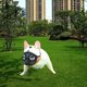 thumbnail image 5 of Bozal ajustable de hocico corto para perros, máscara de malla, herramientas de aseo para mascotas Full Mesh Naranja L, 5 of 9