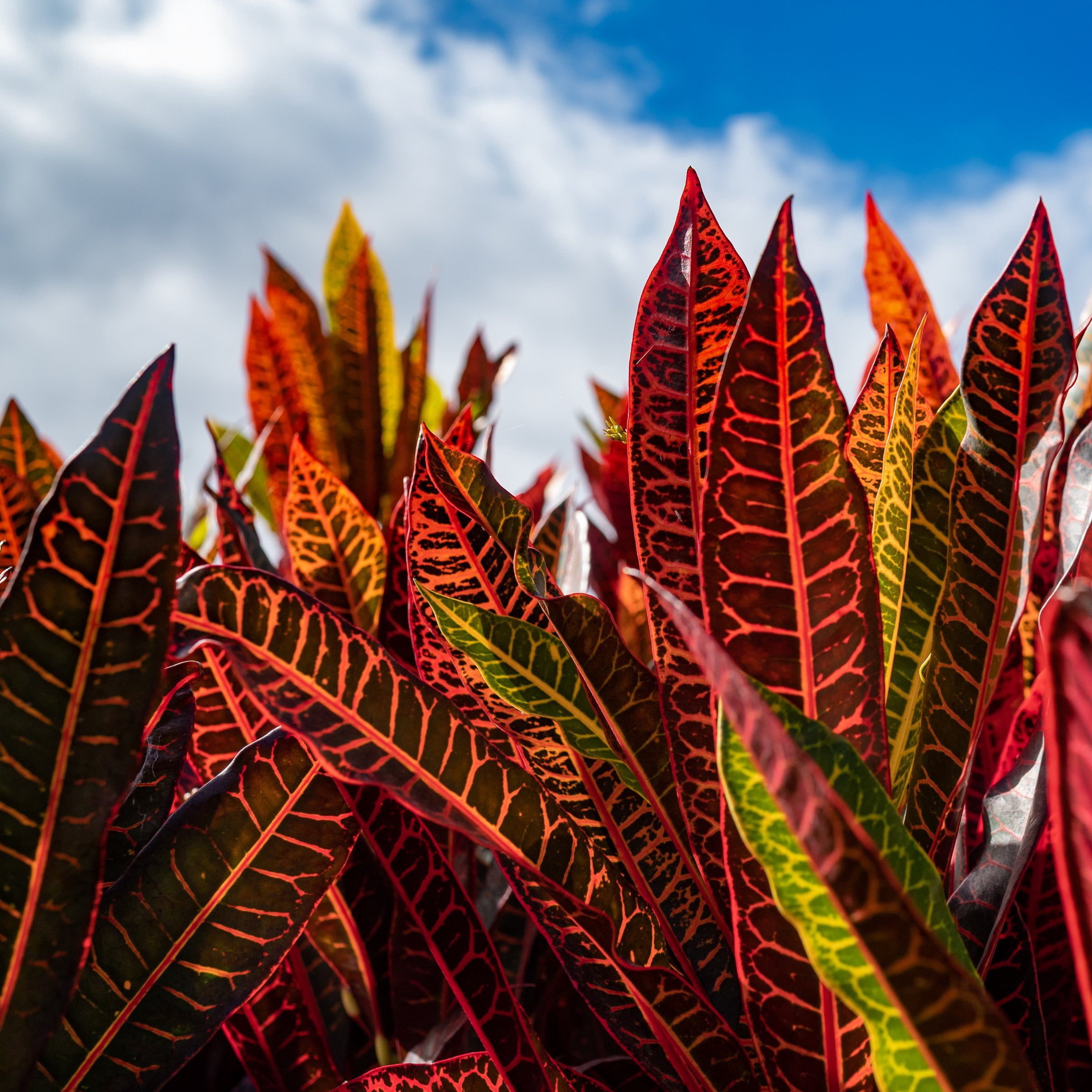 6 in. Croton Red Iceton Plant in Grower Container