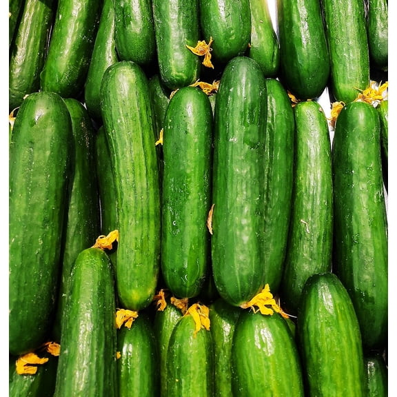 TomorrowSeeds - Diva Seedless Persian Cucumber Seeds - 50  Count - For 2026 Planting AAS Winner