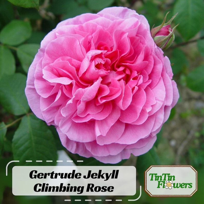 30 Seeds Gertrude Jekyll Climbing Rose Seeds Perennial Non- Mix for Late Winter to Early Spring Planting