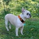 thumbnail image 5 of Set de collar y correa para perros Ladoogo, neopreno reflectante, naranja, 5 of 7
