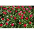thumbnail image 1 of Baker Flowers Glossy Poster, 1 of 2