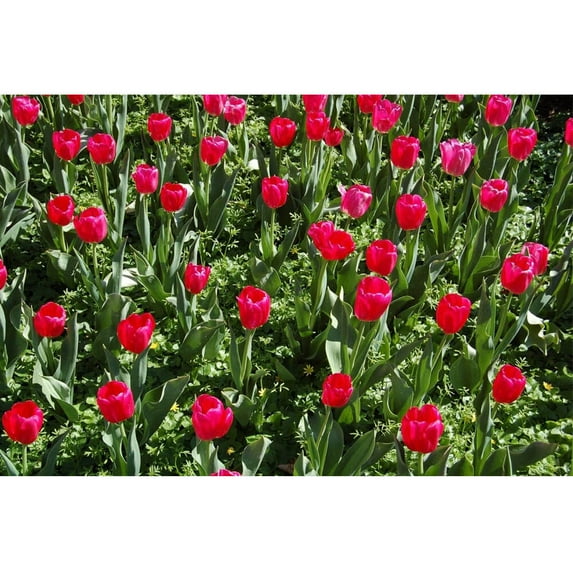 Baker Flowers Glossy Poster
