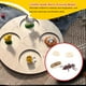 thumbnail image 3 of Bewildely 1 Juego de modelo de gusano de pala, Material plástico Premium, figuritas de insectos significativas, modelos de crecimiento educativo temprano Juguetes Educativos hormiga roja NO13 Bewildely FN010083-12, 3 of 6