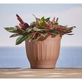 thumbnail image 4 of Bloem Colonnade Wood Resin Planter 8" Forest Green, 4 of 4
