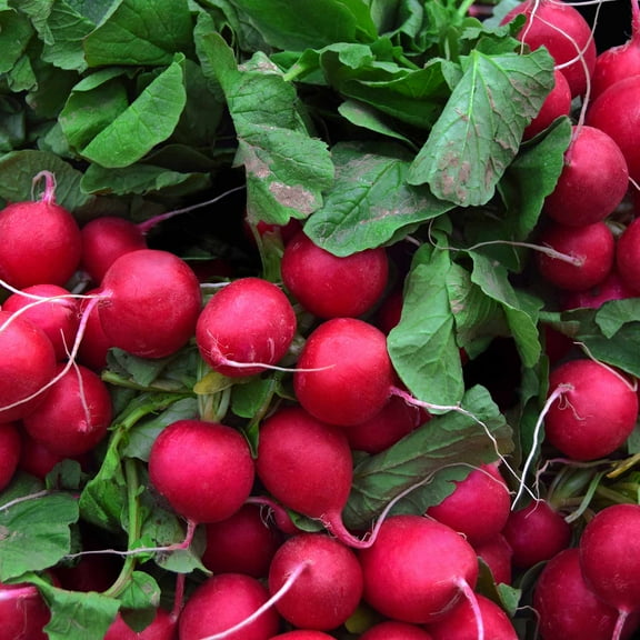 Champion Radish Seeds - 25 Lb Bulk Seed - Heirloom Garden Seeds, Non-GMO, AAS Winner - Vegetable Gardening and Microgreens