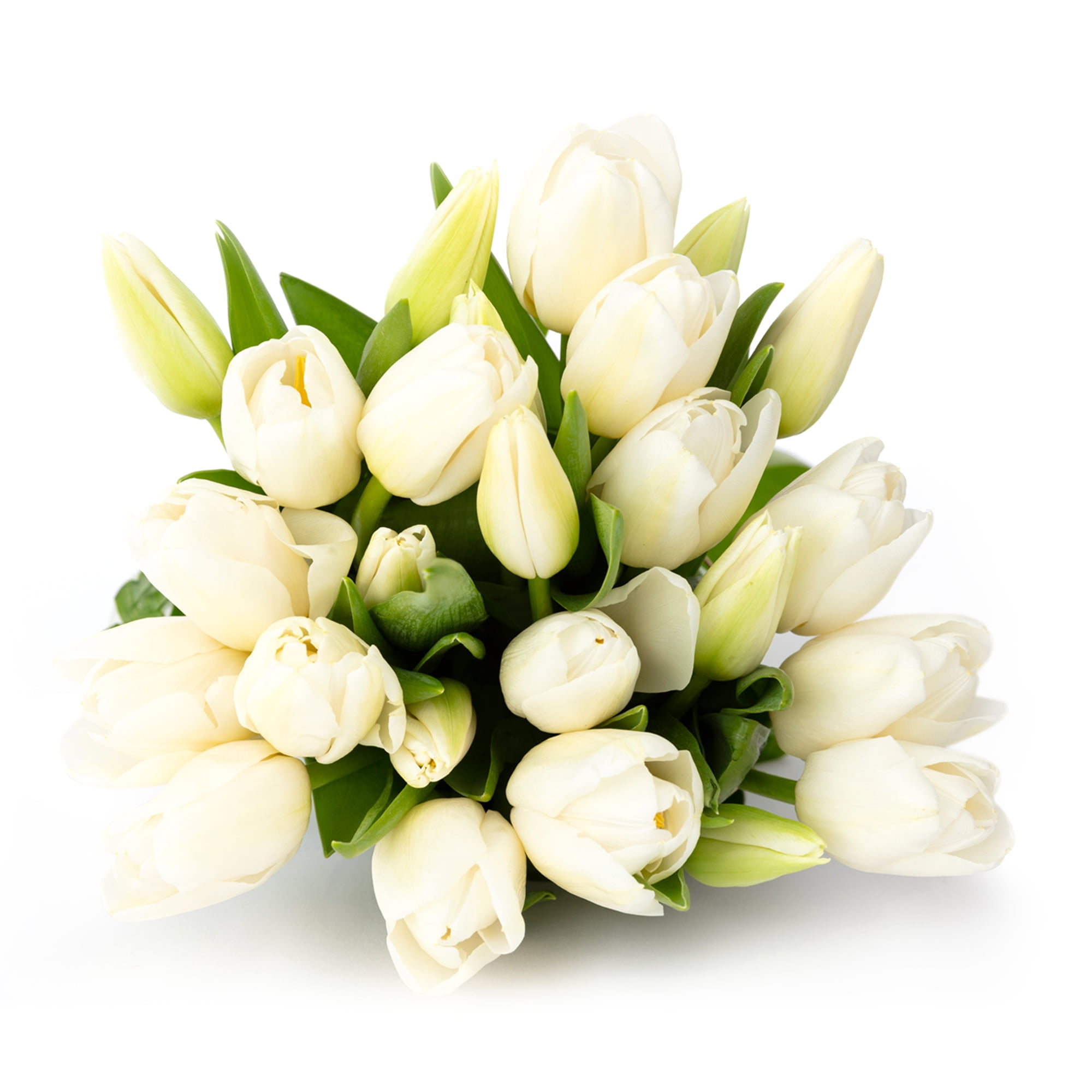 Pure White Tulips