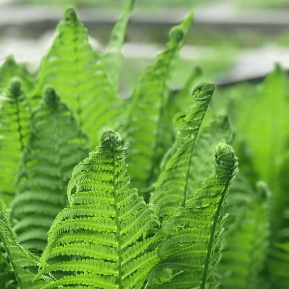 10 Ostrich Fern Rhizomes Plant, Fern Plant Live for Gardening, 3-6 Inches Tall