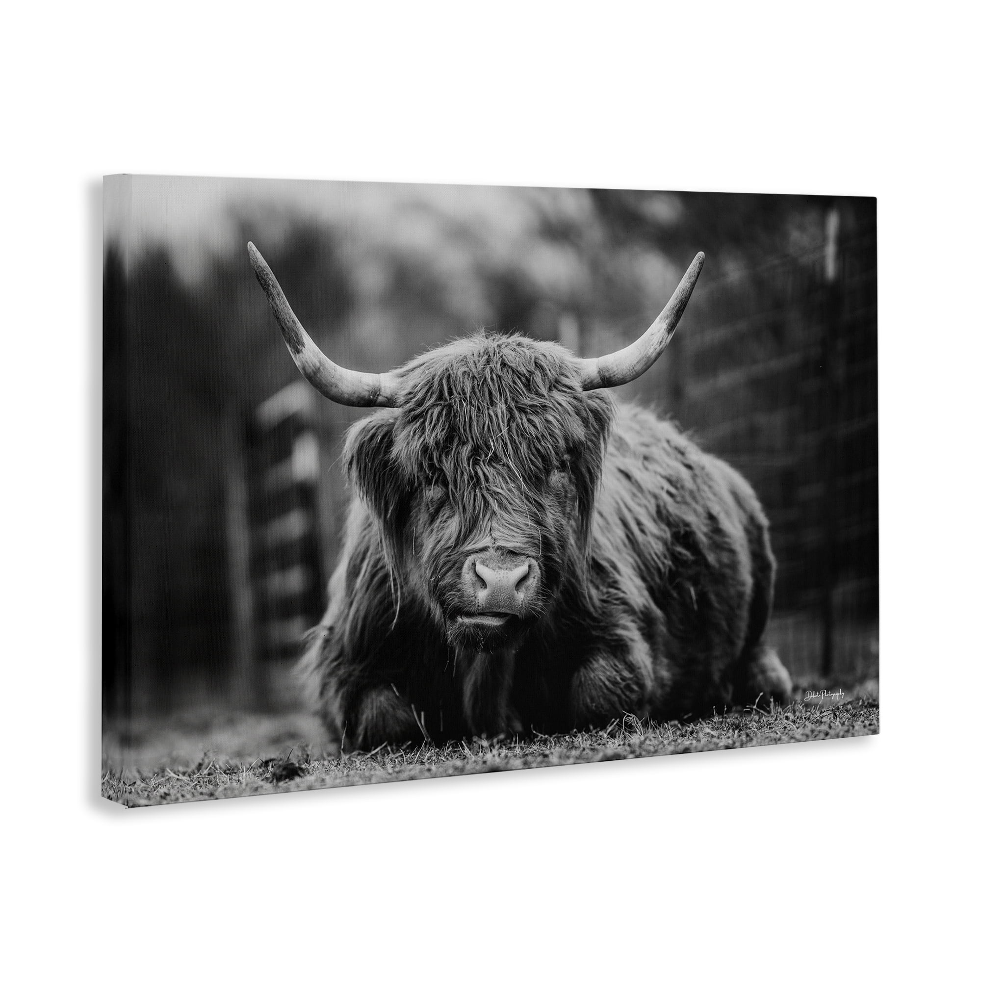 Stupell Industries Cattle Laying in Grass Animals & Insects Photography Gallery Wrapped Canvas Art Print Wall Art, 45 x 30