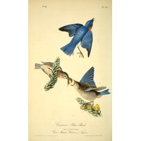 Birds of America 1844 Common Blue Bird Canvas Art - JJ Audubon (18 x 24)