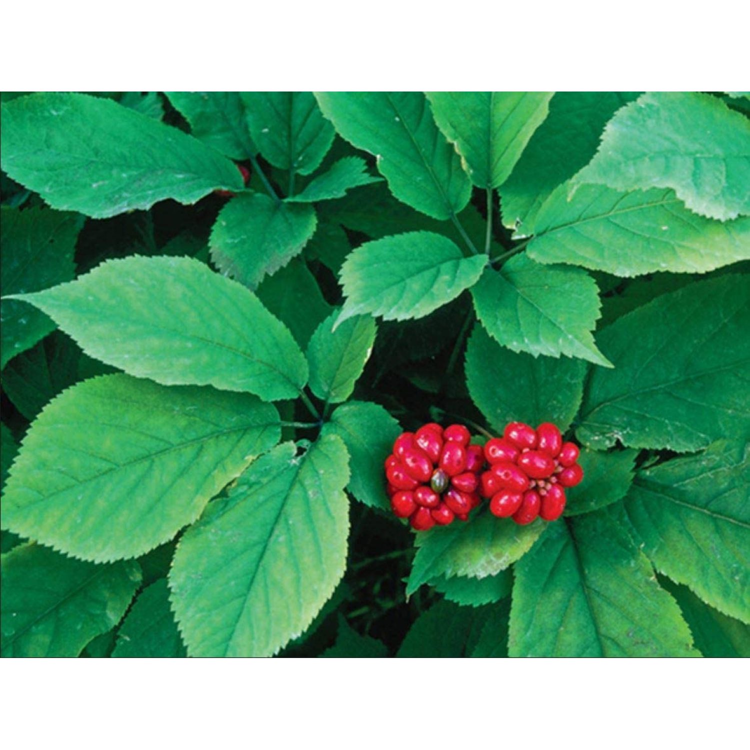 American Ginseng Seed!! Stratified, Ready to Plant (1lb)