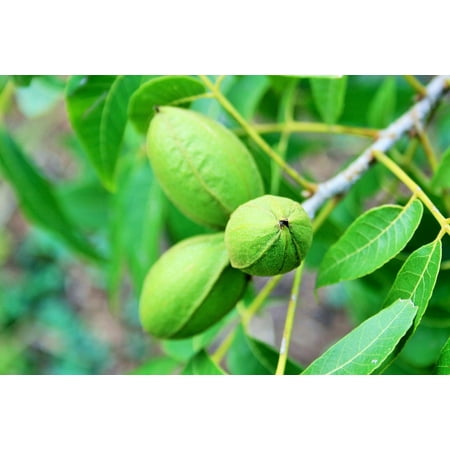 - Canvas Print Green Elongated Snack Ingredient Nuts Pecan Tree Stretched Canvas 10 x 14
