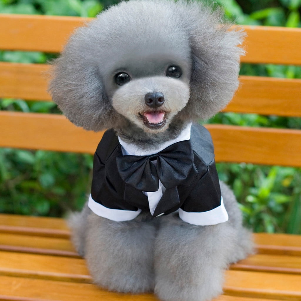 formal dog clothes