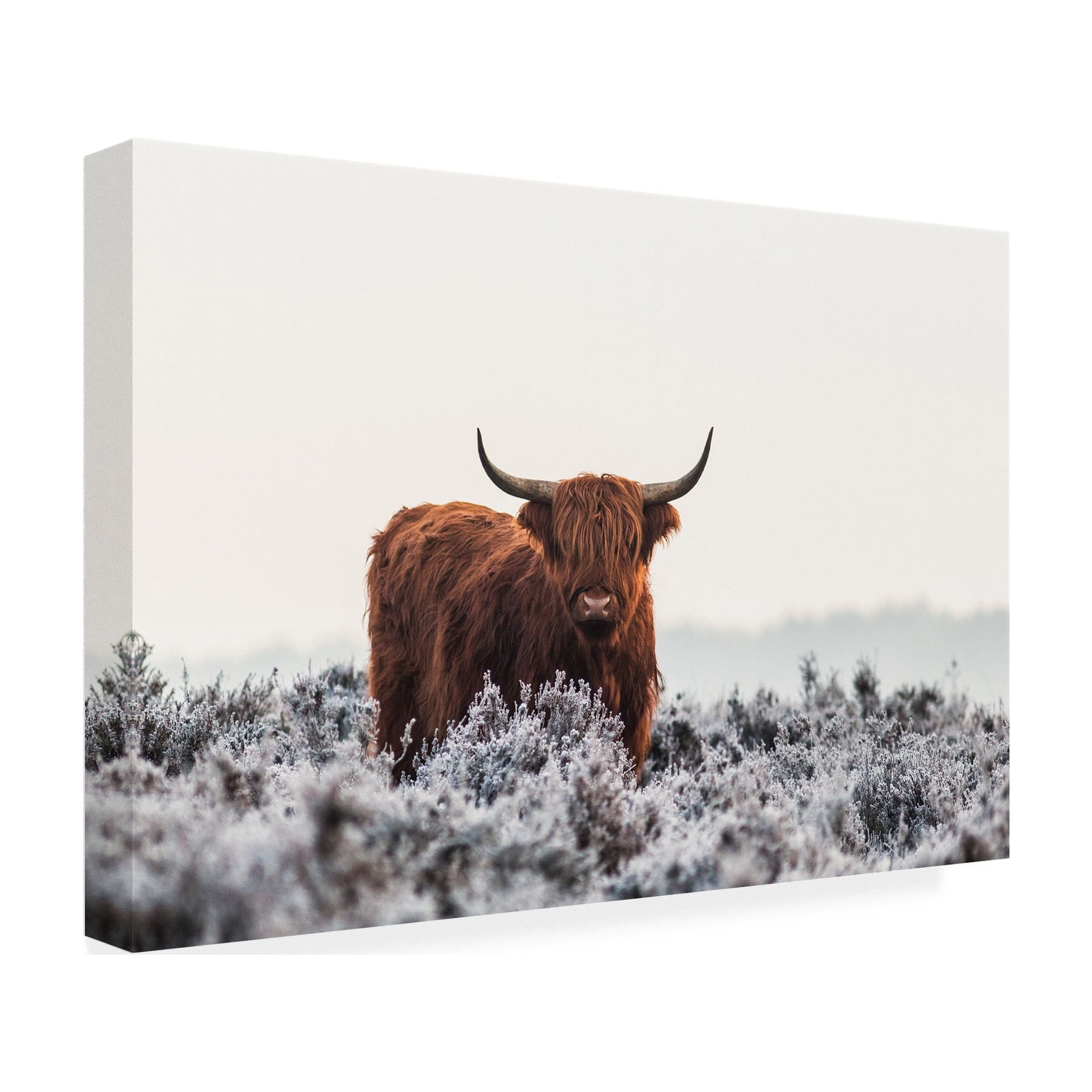 Jaap van den 'Highlander' Canvas Art