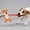 Yellow-YE, variant on MMJ Dog Toys Squeaky Cotton Rope Tug of War Blue Green Yellow 9.4x3.9x2.4in Interactive Pet Play