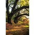thumbnail image 3 of Head, Danny 17x24 Black Modern Framed Museum Art Print Titled - Under the Live Oaks II, 3 of 5
